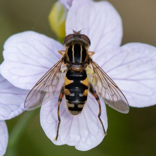 Réf. 311 072 : Eurimyia lineata